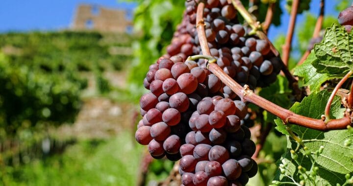 Les enjeux de l’achat et de la vente de domaines viticoles