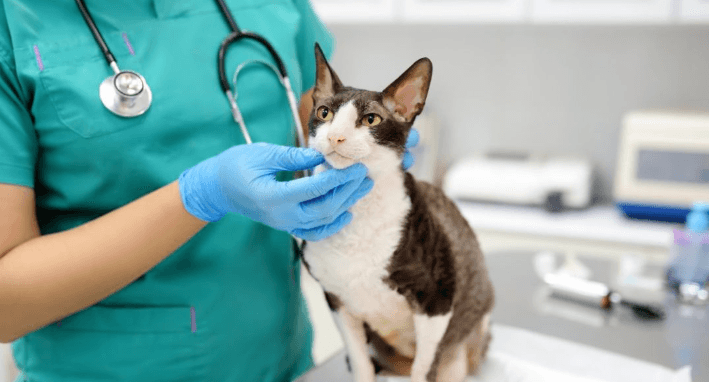 Les 5 grands défis de gestion d'un cabinet vétérinaire