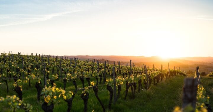 La conversion d’un vignoble conventionnel en vignoble bio : étapes et défis